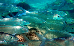 Bonefish - Albula vulpes