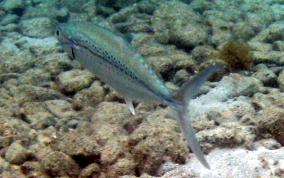 Cero Mackerel - Scomberomorus regalis 