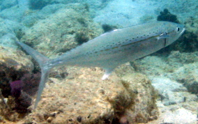 Cero Mackerel - Scomberomorus regalis 