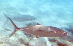 Cero Mackerel - Scomberomorus regalis 