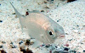 Flagfin Mojarra - Eucinostomus melanopterus