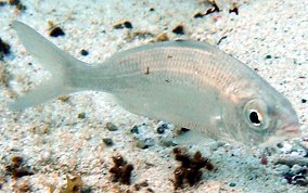 Flagfin Mojarra - Eucinostomus melanopterus