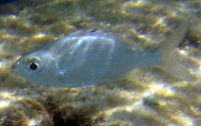 Flagfin Mojarra - Eucinostomus melanopterus