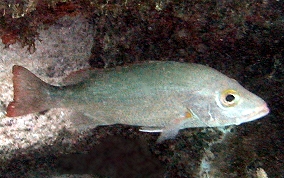 Mahogany Snapper - Lutjanus mahogoni