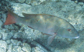 Mutton Snapper