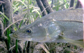 Common Snook - Centropomus undecimalis