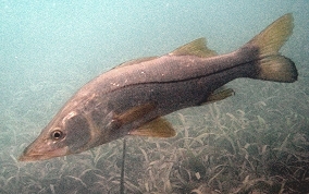 Common Snook