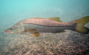 Common Snook - Centropomus undecimalis