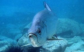 Tarpon - Megalops atlanticus 