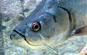 Tarpon - Megalops atlanticus 