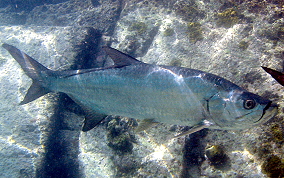 Tarpon - Megalops atlanticus 