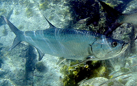 Tarpon - Megalops atlanticus 