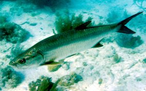 Tarpon - Megalops atlanticus 