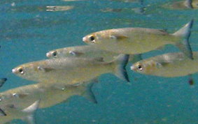 White Mullet - Mugil curema