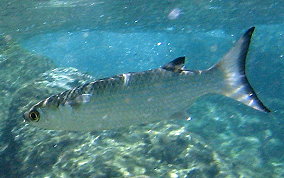 White Mullet - Mugil curema