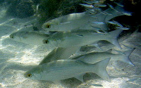 White Mullet - Mugil curema