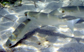 White Mullet - Mugil curema