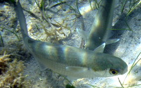 White Mullet - Mugil curema