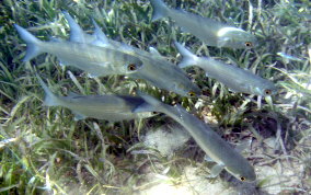 White Mullet - Mugil curema