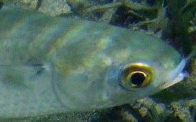 White Mullet - Mugil curema