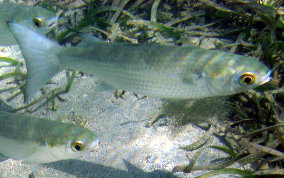 White Mullet - Mugil curema