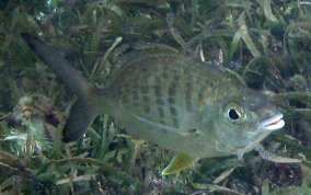 Yellowfin Mojarra - Gerres cinereus