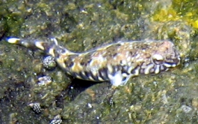 Long or Chevron Clingfish - Tomicodon