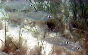 Mottled Mojarra -  Eucinostomus lefroyi