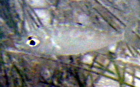 Mottled Mojarra -  Eucinostomus lefroyi