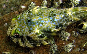 Padded Clingfish - Arcos nudus 