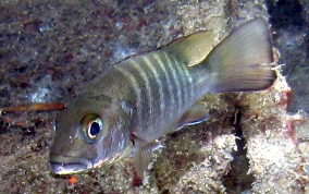 Cubera Snapper - Lutjanus cyanopterus