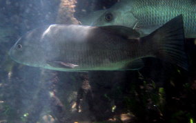 Cubera Snapper - Lutjanus cyanopterus