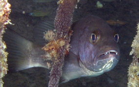 Cubera Snapper - Lutjanus cyanopterus