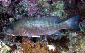 Cubera Snapper