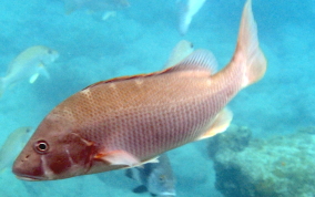 Dog Snapper - Lutjanus jocu