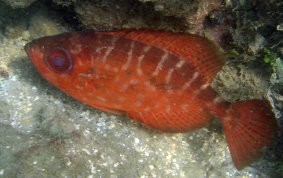 Glass Eyed Snapper - Heteropriacanthus cruentatus