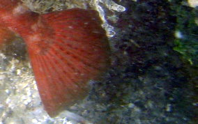 Glass Eyed Snapper - Heteropriacanthus cruentatus