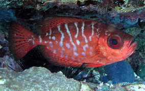 Glass Eyed Snapper - Heteropriacanthus cruentatus