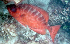 Glass Eyed Snapper - Heteropriacanthus cruentatus