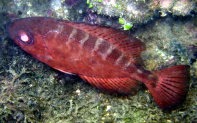 Glasseye Snapper