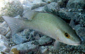 Gray Snapper