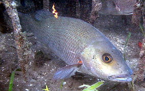 Gray Snapper - Lutjanus griseus