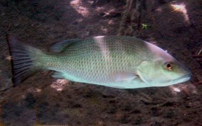 Gray Snapper - Lutjanus griseus