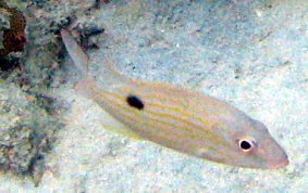 Lane Snapper - Lutjanus synagris