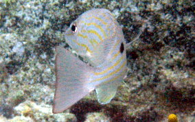 Lane Snapper - Lutjanus synagris