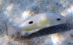 Lane Snapper - Lutjanus synagris