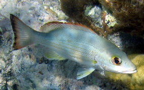 Mahogany Snapper