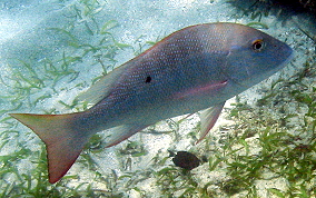 Mutton Snapper - Lutjanus analis