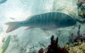 Mutton Snapper - Lutjanus analis