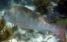 Mutton Snapper - Lutjanus analis